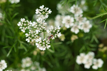 白く可愛いオルラヤの花
