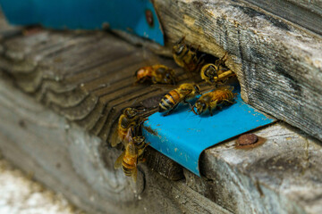 ミツバチの出入りが激しい養蜂箱の出入り口