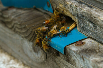 ミツバチの出入りが激しい養蜂箱の出入り口