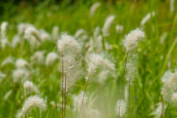 Fototapeta premium ふわふわと風に揺れるチガヤ