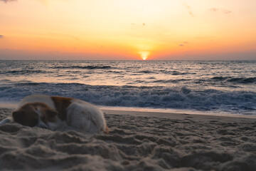 Sun rising over the sea on the sandy tropical beach. In the foreground, the dog sleeps on the sand.