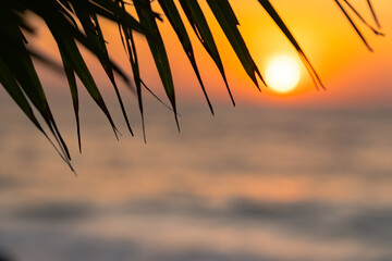 Sun over the sea through palm leaves