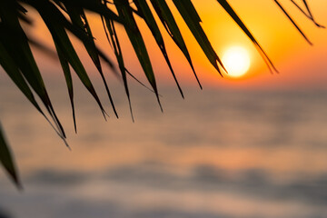 Sun over the sea through palm leaves