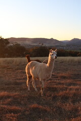 Alpacas in Australian countryside during golden hour. Location: Kootingal, NSW, Australia.