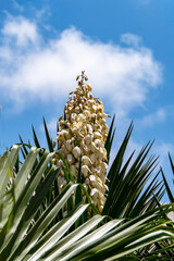 Yucca Gloriosa evergreen succulent cactus shrub also called Spanish Dagger white flowers closeup