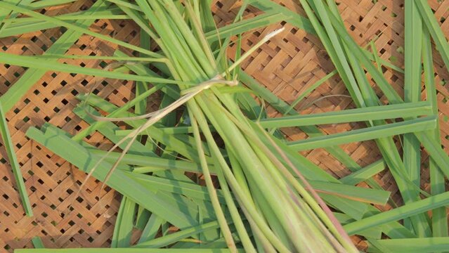 fresh spinning stalks of citronella or Cymbopogon or lemongrass. for herbal drinks