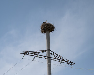 Stork nest on a power line pole. No people. 