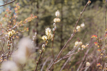 Blooming pussy willow with defocused wetland background. Abstract spring texture. Fuzzy flowers on branch. Shrub grows in wetlands, moist forests and in spring gardens. Male catkins. Selective focus.