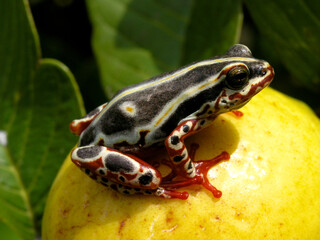 Congo reed frog by lake Karavia in Katanga