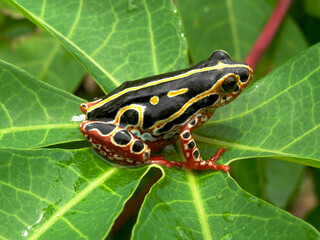 Congo reed frog by lake Karavia in Katanga