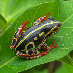 Congo reed frog by lake Karavia in Katanga