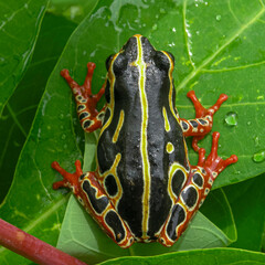 Congo reed frog by lake Karavia in Katanga