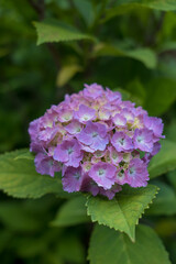 紫陽花