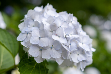 紫陽花