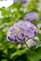 紫陽花