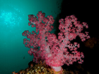 Fototapeta na wymiar Underwater timor 