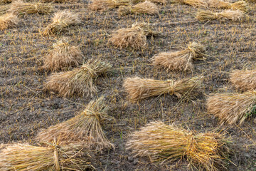 Ripe wheat bundles in the field