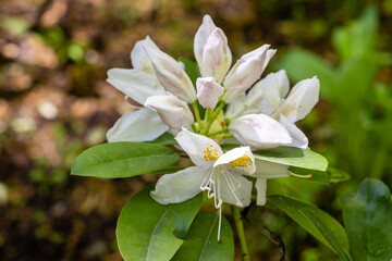 Rhododendron Belle Heller cultivated in a garden in Madrid cultivated in a garden in Madrid