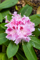 Rhododendron Albert Schweitzer cultivated in a garden in Madrid cultivated in a garden in Madrid