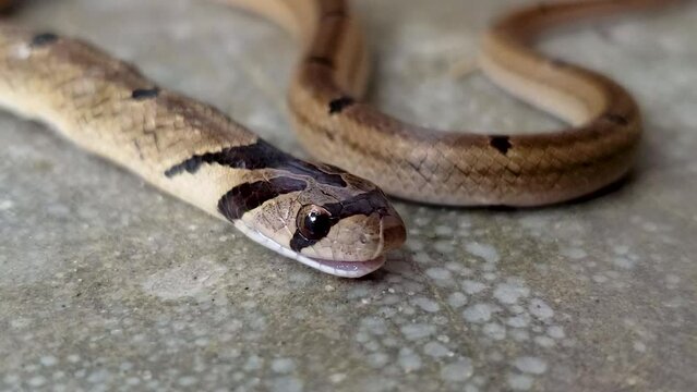 Small-banded Kukri Snake or (Oligodon fasciolatus) Lying with his mouth open, his mouth closed, and his tongue sticking out his tongue on the cement floor, calm and unharmed