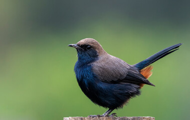 Cute robin bird close up portrait 