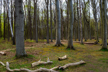 Bruchholz im Gespensterwald bei Nienhagen, Ostseeküste, Landkreis Rostock, Mecklenburg-Vorpommern, Deutschland