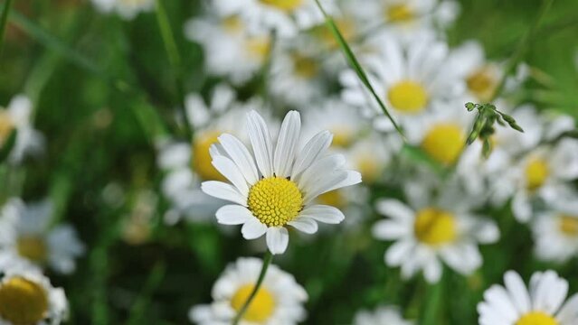 Slow motion video of a serene and relaxing cottage garden scene showing beautiful yellow and white daisy flowers on a meadow in summer sunshine.