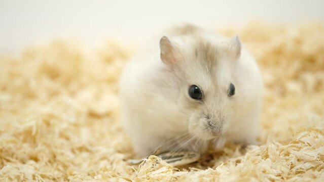 ひまわりの種をもらうハムスター