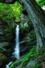 春の秩父華厳の滝