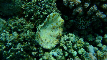 Oyster sea shell undersea, Red Sea, Egypt, Sharm El Sheikh, Nabq Bay