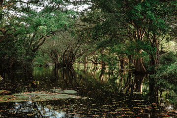 trees in the water