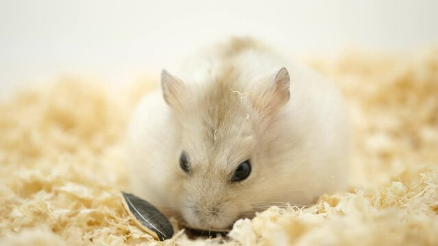 綺麗にひまわりの種を割るハムスター