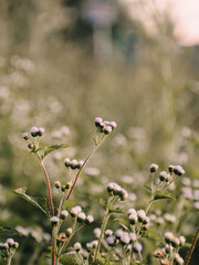 butterfly on a flower
