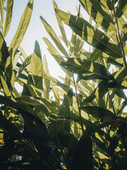 green leaves background