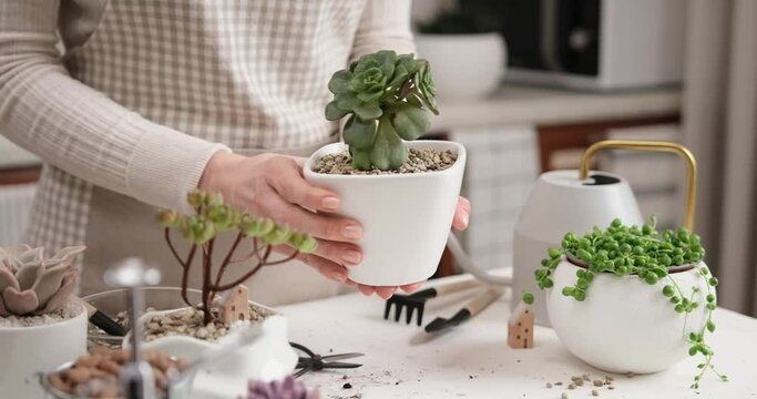 Woman holding potted Aeonium Succulent house plant in a white ceramic pot