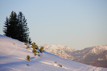 A snow-covered mountain with two fir trees, overlooking the wintry Alps