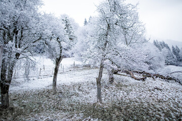 Snow-covered trees in a wintry landscape