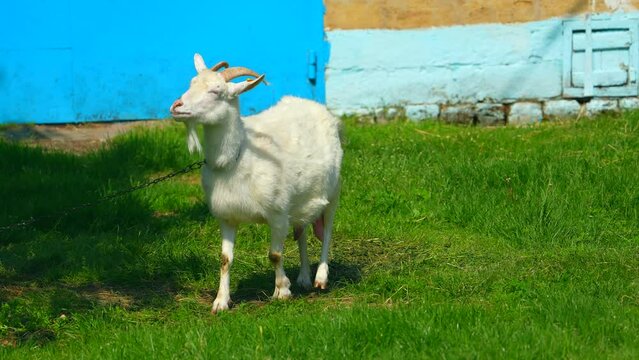 Proud goat walking in the grass. Look up.Milk white goat chews green grass in the field, full udder with milk, food for little kids, livestock raising on the farm, farming, walking pets on the ranch