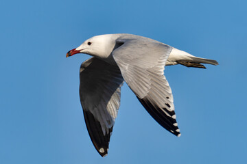 Seagull in the marsh of the albufera of Valencia, Spain