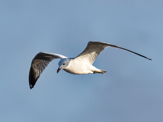 Seagull in the marsh of the albufera of Valencia, Spain