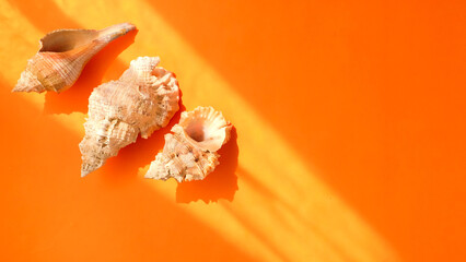 Beach snail on pastel orange background. Summer holiday background composition.