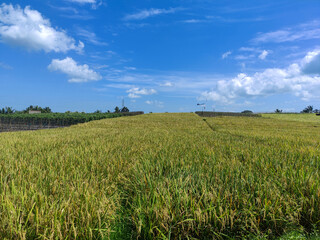The beauty of the lush rice fields in Tabanan, Bali.