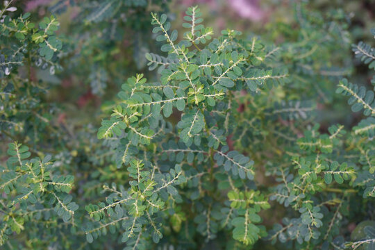 Phyllanthus amarus showing greenish bush of unique young plants which many small fruits hanging along petioles.