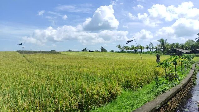 The beauty of the lush rice fields in Tabanan, Bali.