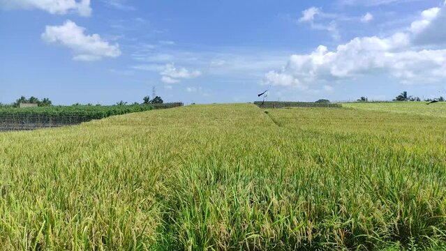 The beauty of the lush rice fields in Tabanan, Bali.