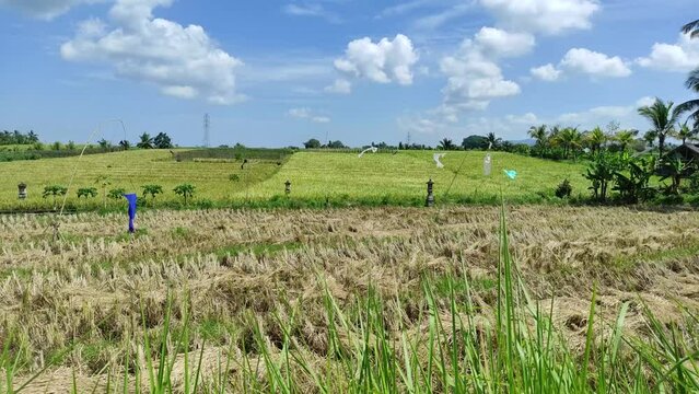 The beauty of the lush rice fields in Tabanan, Bali.
