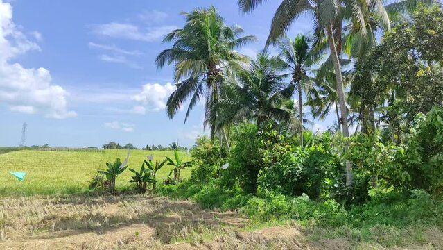 Rice fields in Tabanan, Bali. Surrounded by gardens and blue skies.