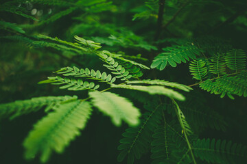 close up nature view of green foliage