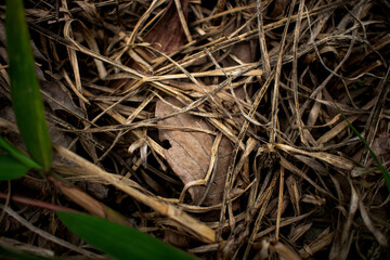 Close up of old aged dry grass straw texture background