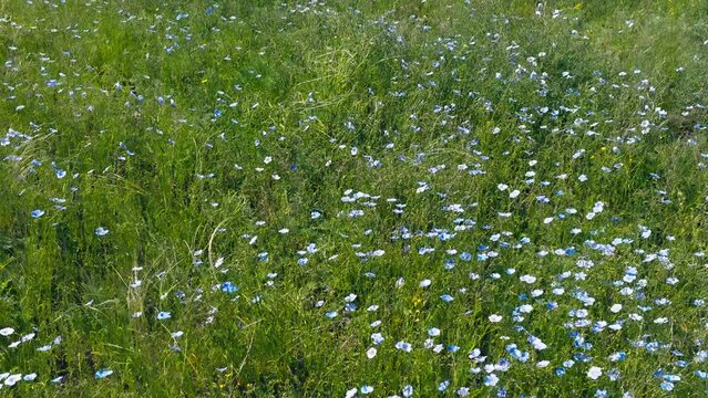 Blooming steppe, wild flax and stipa grass in the wind, untouched protected lands. Beautiful landscape of linen field - linum usitatissimum. Insect pollinators fly front of camera. Slow motion video
